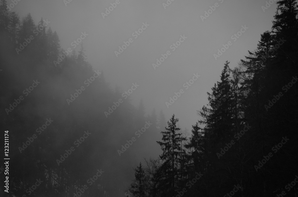 Fototapeta premium Foggy forest