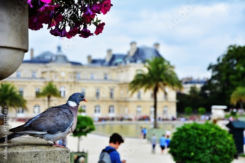 Wallpaper Mural güvercin Torontodigital.ca