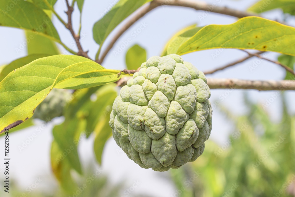 Custard apple plant agriculture on tree Custard apple plant agriculture on tree
