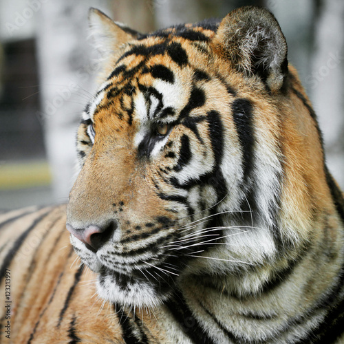 Fototapeta Naklejka Na Ścianę i Meble -  Bengal Tiger portrait