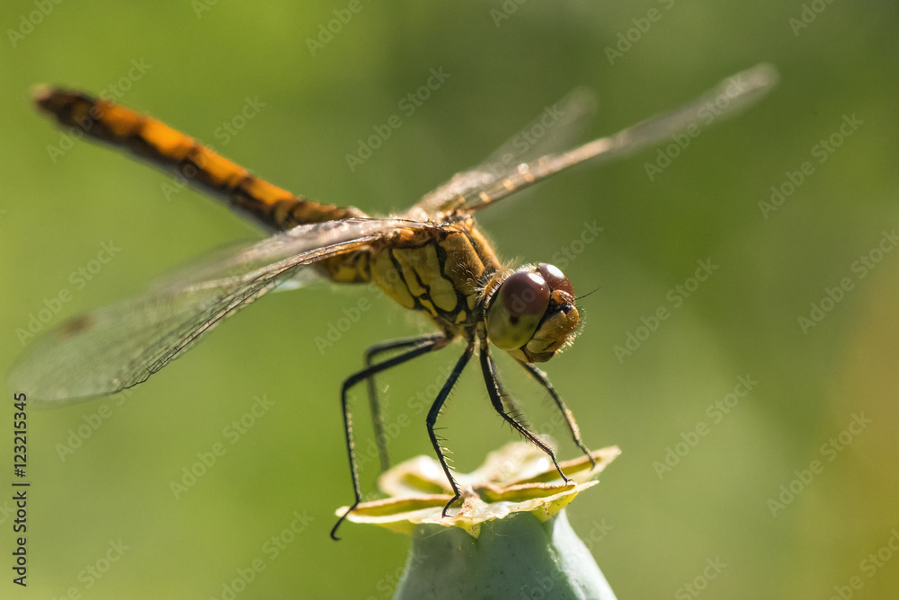 dragonfly insect branch dragonfly insect branch