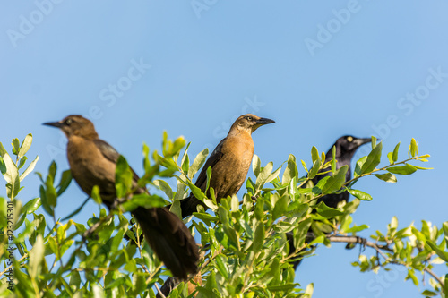 Clay-colored thrush birds and black crow perching on the top of green tree and staying alert photo