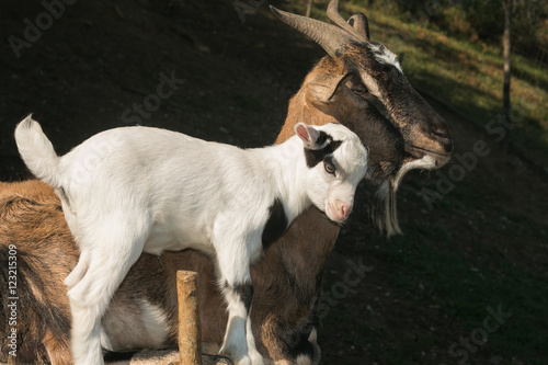 Scambio di coccole tra mamma capra e figlia photo