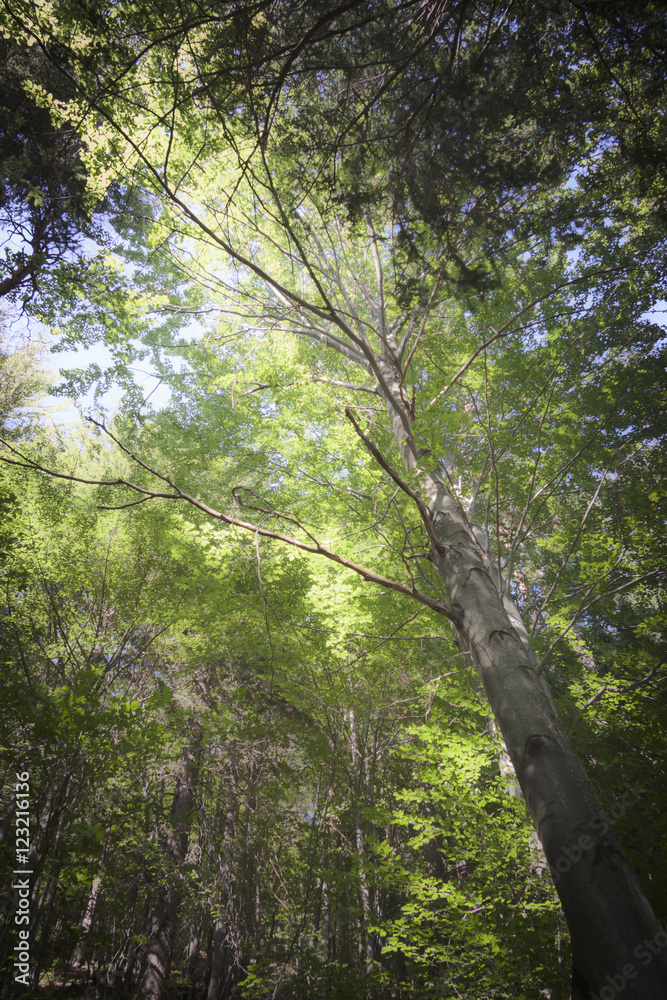 Naklejka premium Nature in the forest