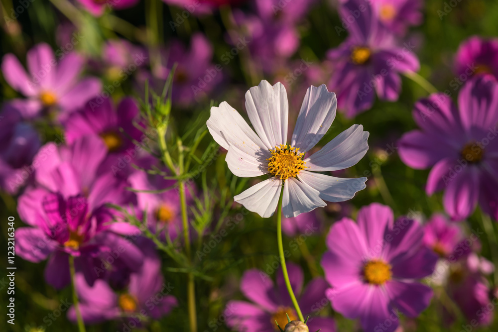 Obraz premium daisy flower white cosmos