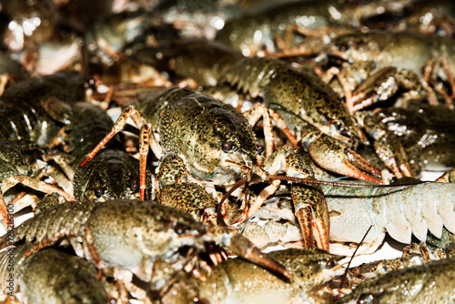 Alive crayfish isolated on white background, live crayfish closeup, fresh crayfish. Beer snacks, river crayfish.
