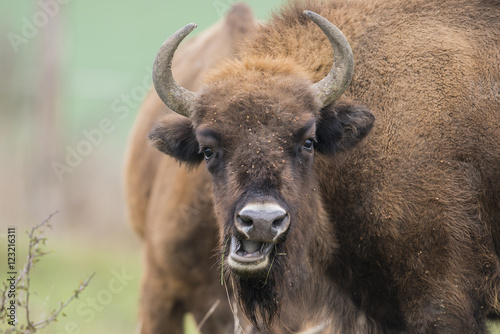 Bison bonasus - European bison - Milovice, Czech republic