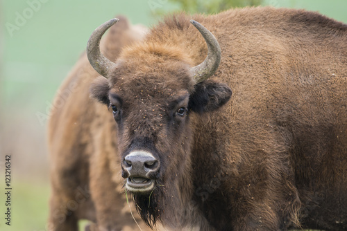 Bison bonasus - European bison - Milovice, Czech republic