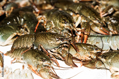 Alive crayfish isolated on white background, live crayfish closeup, fresh crayfish. Beer snacks, river crayfish.