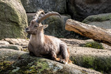 Alpensteinbock - Capra ibex