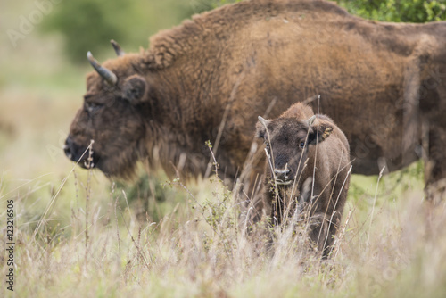 Bison bonasus - European bison - Milovice, Czech republic