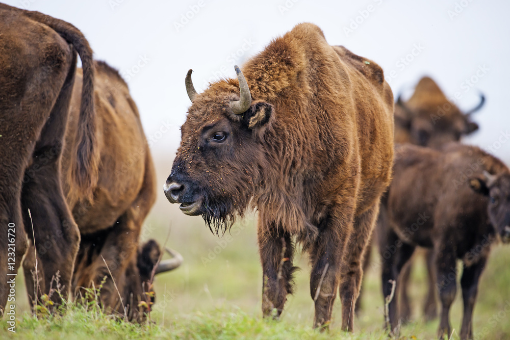 Fototapeta premium Bison bonasus - European bison - Milovice, Czech republic