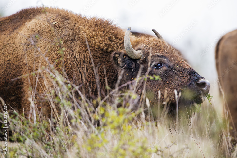 Fototapeta premium Bison bonasus - European bison - Milovice, Czech republic