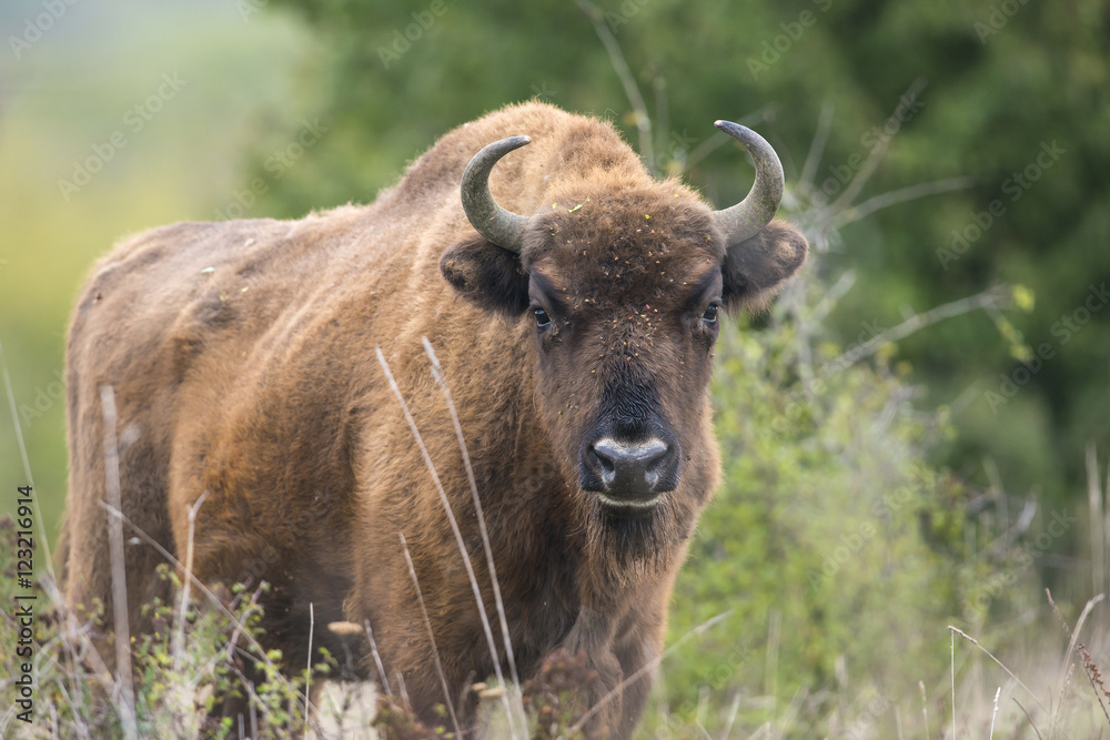 Bison bonasus - European bison - Milovice, Czech republic