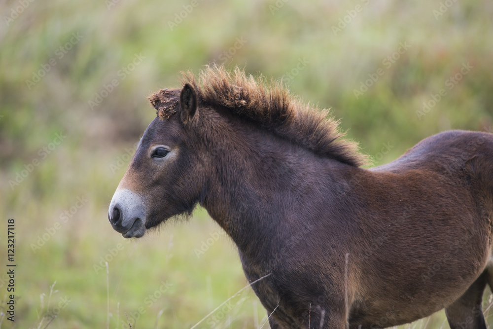 exmoor pony Milovice - Crech republic