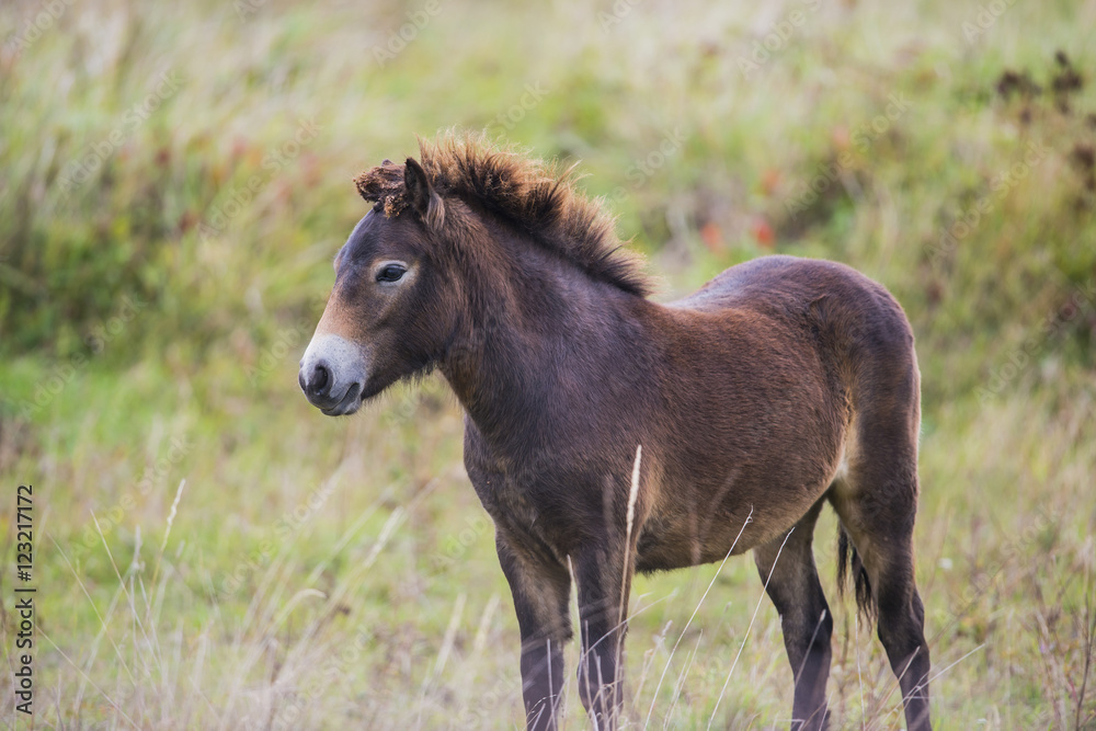 Obraz premium exmoor pony Milovice - Crech republic