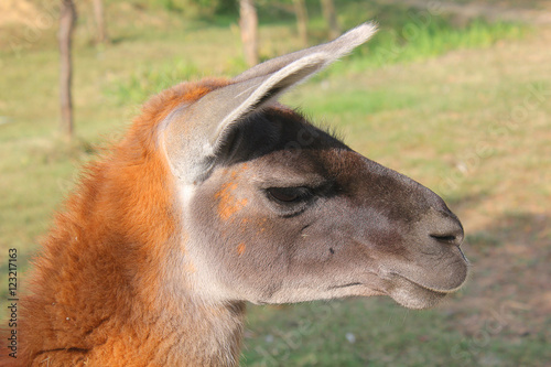 profile of the lama photo