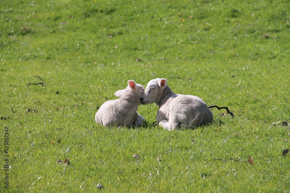 Naklejka premium Two lambs cuddling and being affectionate