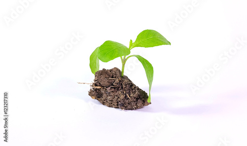 Seedlings on a white background.