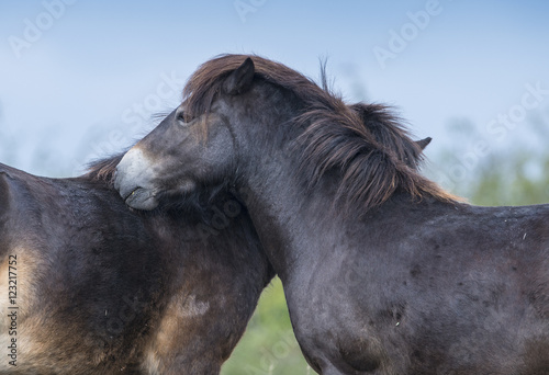 exmoor pony Milovice - Crech republic