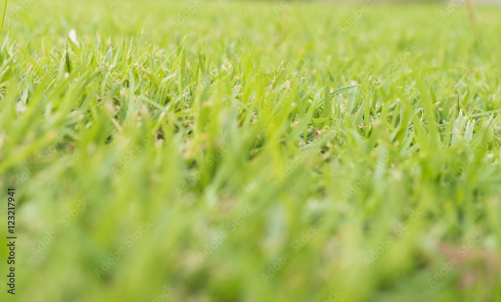 Green grass nature for background. Green grass nature for background.