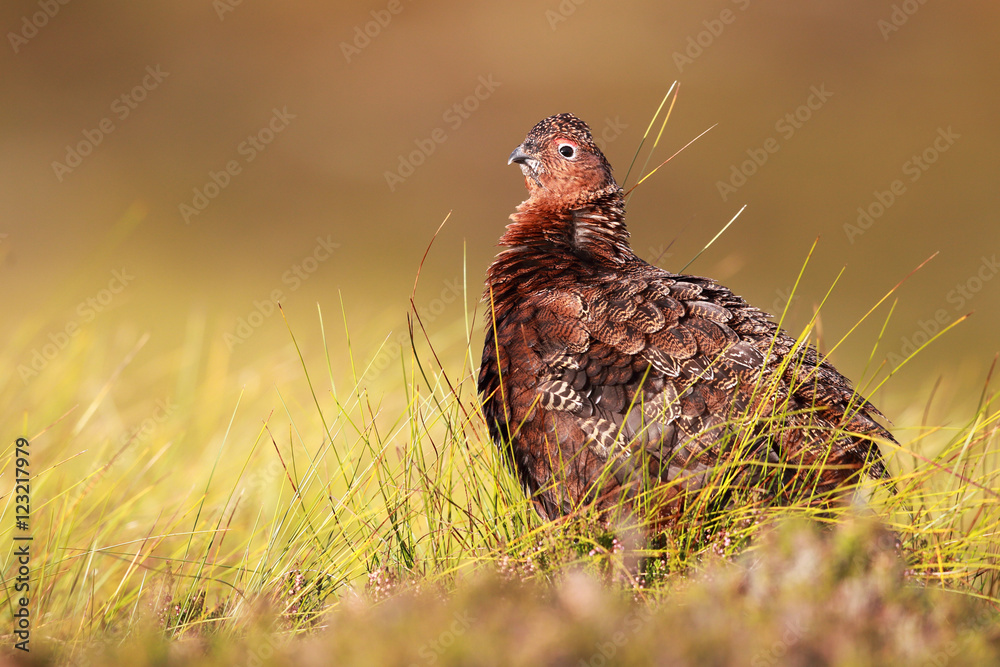 Fototapeta premium Red Grouse