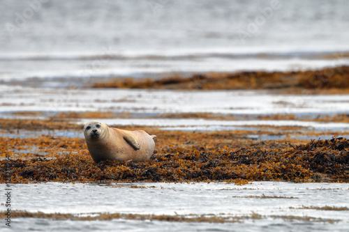 Grey Seal