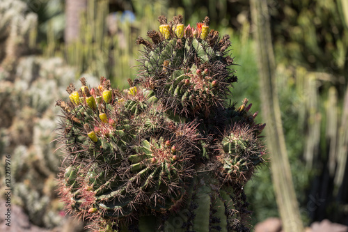 Beautiful Succulent Cactus Plants in Garden