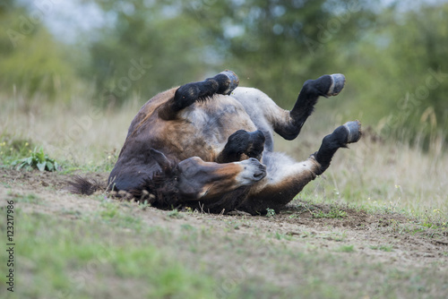 exmoor pony Milovice - Crech republic photo