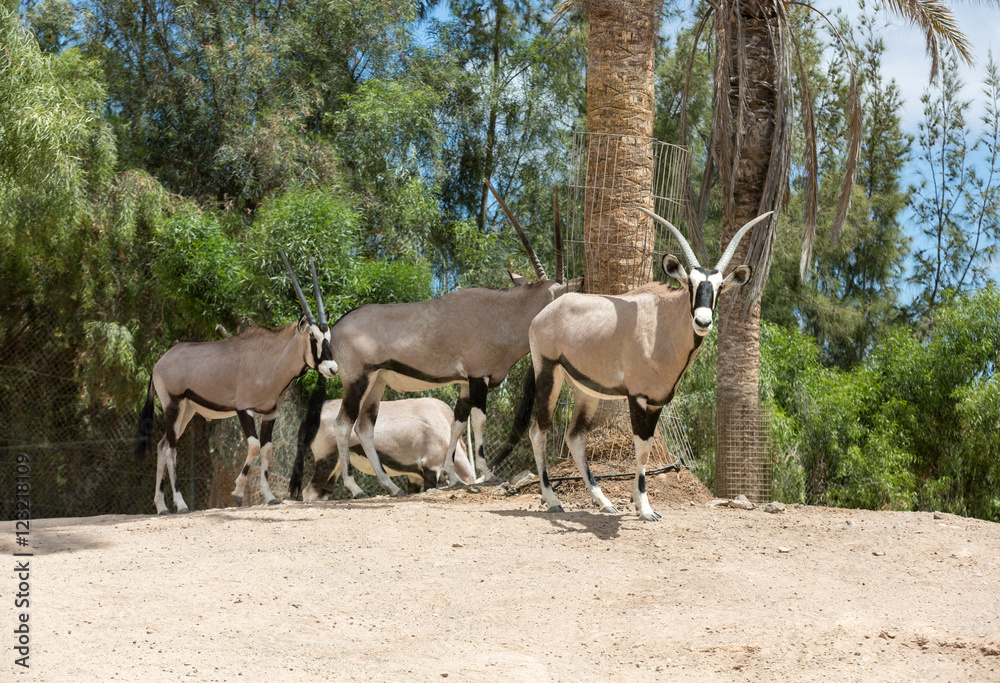 portrait of Gemsbok, Oryx gazella,dominant Gemsbok antelope portrait of Gemsbok, Oryx gazella,dominant Gemsbok antelope