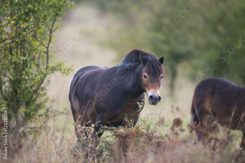 exmoor pony Milovice - Crech republic