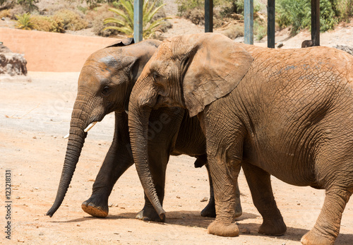Two Elephants walking in the road in a safari park