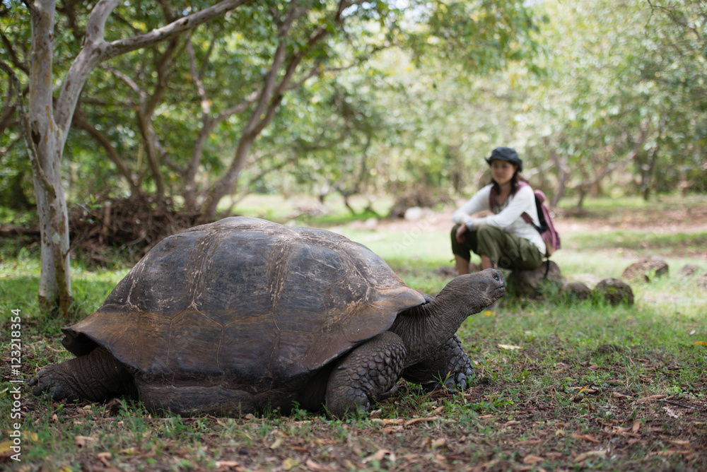 Obraz premium エルチャト牧場のゾウガメ