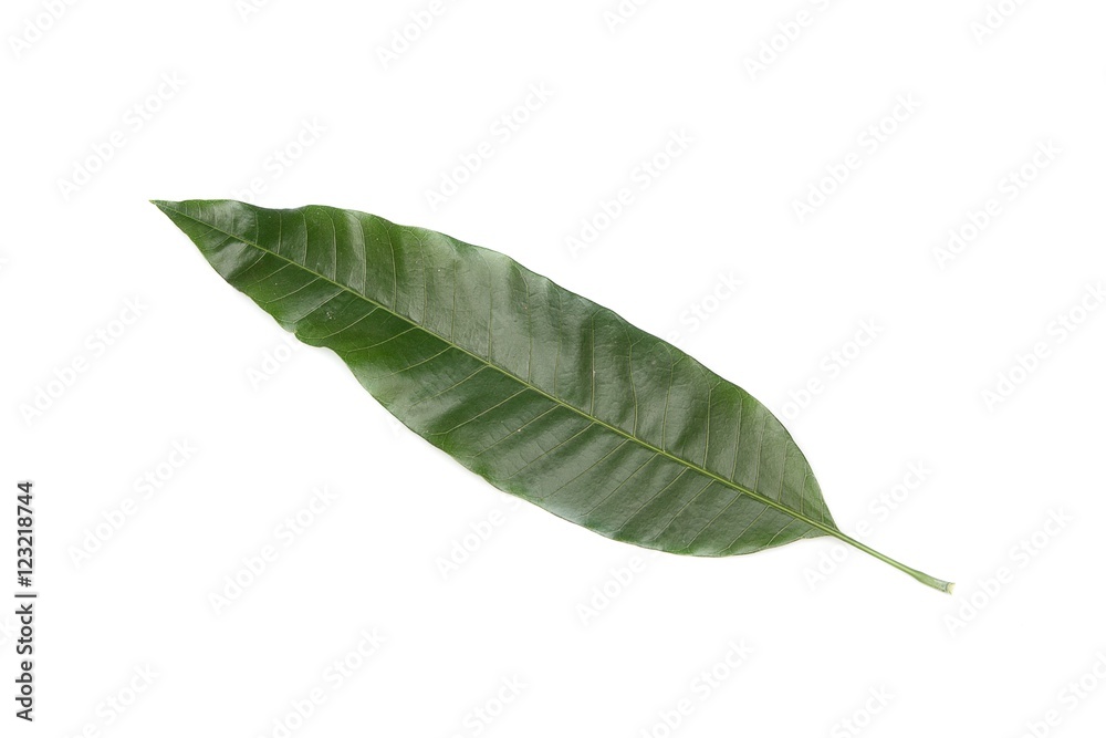 Obraz premium Mango leaf Green on a white background.