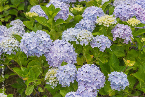 Blue Hydrangea Flower