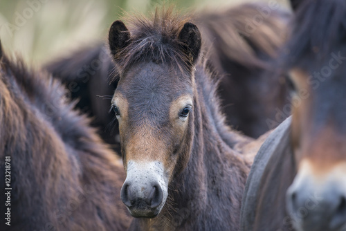 exmoor pony Milovice - Crech republic