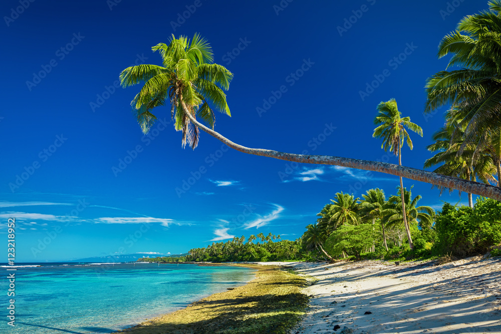 Tropical beach on south side of Samoa Island with palm trees