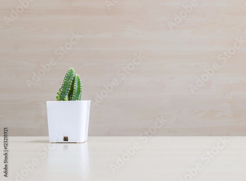 Closeup cactus in white plastic pot on blurred wood desk and wood wall textured background with copy space