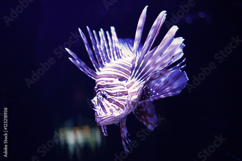 Photography Purple Fish
