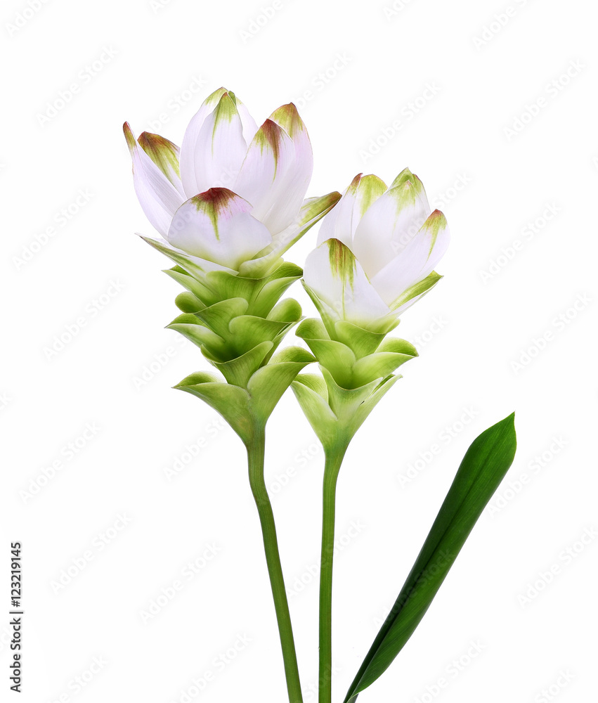 Siam Tulip white on white background Siam Tulip white on white background