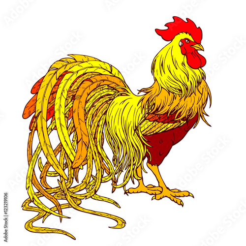 Handsome red orange rooster on white