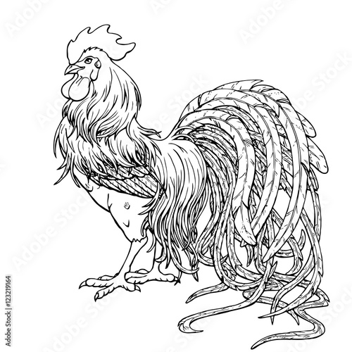 Handsome rooster black contour on white