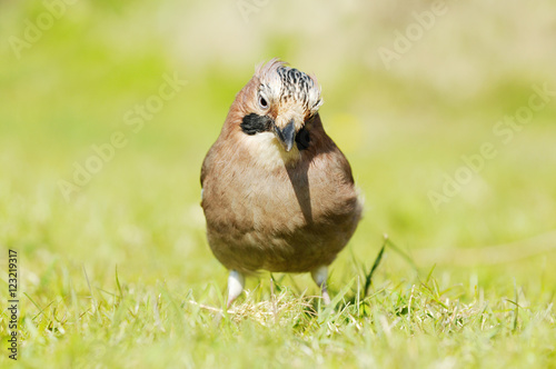 Jay sitting on meaow and looking photo