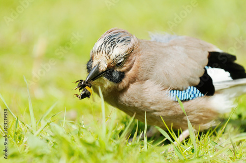 Jay sitting on meaow and catches  bumble bee photo