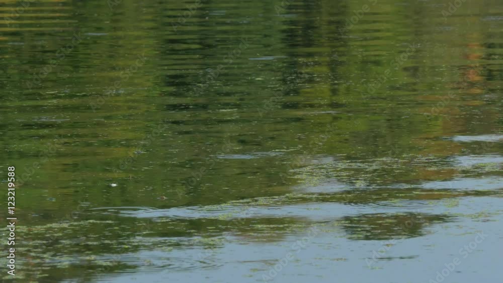 Reflections of autumn landscape into lake surface