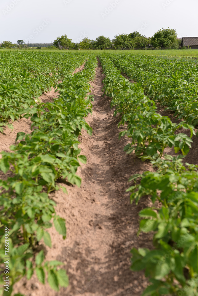 potatoes growing in the garden