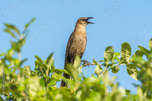 A male thrush bird singing on a twig of green tree against blue sky