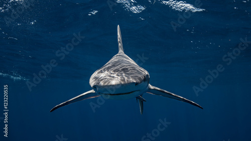 Underwater view of Sandbar Shark, Jupiter, Florida, USA photo