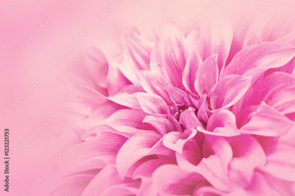 Close-up floral pink Dahlia flower soft color style for background and wallpaper
