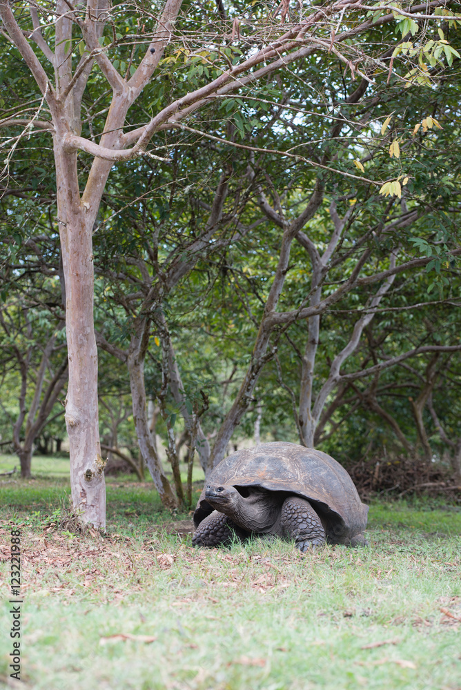 Naklejka premium ゾウガメ